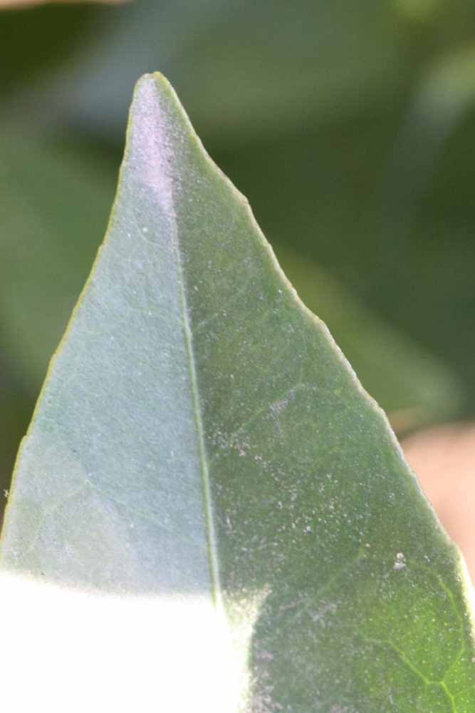              Margin (Riverside, CA)       